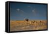 An Elephant, Loxodonta Africana, and Zebras in Grassland at Sunset-Alex Saberi-Framed Stretched Canvas