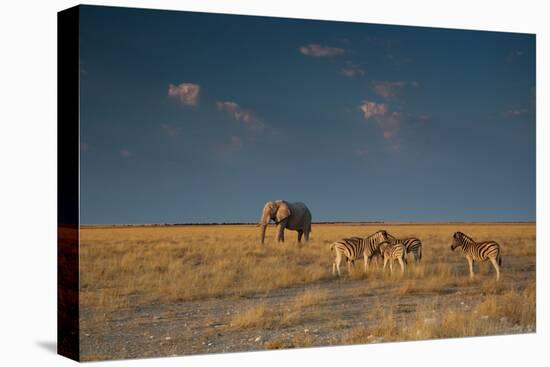 An Elephant, Loxodonta Africana, and Zebras in Grassland at Sunset-Alex Saberi-Stretched Canvas