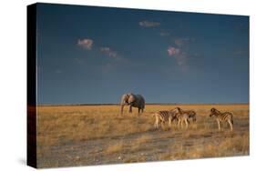 An Elephant, Loxodonta Africana, and Zebras in Grassland at Sunset-Alex Saberi-Stretched Canvas