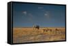 An Elephant, Loxodonta Africana, and Zebras in Grassland at Sunset-Alex Saberi-Framed Stretched Canvas