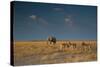 An Elephant, Loxodonta Africana, and Zebras in Grassland at Sunset-Alex Saberi-Stretched Canvas