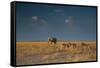 An Elephant, Loxodonta Africana, and Zebras in Grassland at Sunset-Alex Saberi-Framed Stretched Canvas