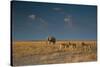 An Elephant, Loxodonta Africana, and Zebras in Grassland at Sunset-Alex Saberi-Stretched Canvas