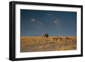 An Elephant, Loxodonta Africana, and Zebras in Grassland at Sunset-Alex Saberi-Framed Premium Photographic Print