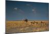 An Elephant, Loxodonta Africana, and Zebras in Grassland at Sunset-Alex Saberi-Mounted Premium Photographic Print