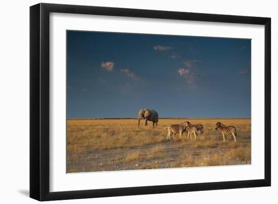 An Elephant, Loxodonta Africana, and Zebras in Grassland at Sunset-Alex Saberi-Framed Photographic Print