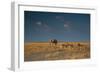 An Elephant, Loxodonta Africana, and Zebras in Grassland at Sunset-Alex Saberi-Framed Photographic Print