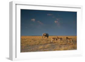 An Elephant, Loxodonta Africana, and Zebras in Grassland at Sunset-Alex Saberi-Framed Photographic Print