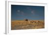 An Elephant, Loxodonta Africana, and Zebras in Grassland at Sunset-Alex Saberi-Framed Photographic Print