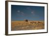 An Elephant, Loxodonta Africana, and Zebras in Grassland at Sunset-Alex Saberi-Framed Photographic Print