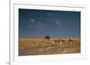 An Elephant, Loxodonta Africana, and Zebras in Grassland at Sunset-Alex Saberi-Framed Photographic Print