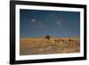 An Elephant, Loxodonta Africana, and Zebras in Grassland at Sunset-Alex Saberi-Framed Photographic Print