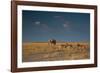 An Elephant, Loxodonta Africana, and Zebras in Grassland at Sunset-Alex Saberi-Framed Photographic Print