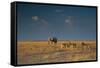 An Elephant, Loxodonta Africana, and Zebras in Grassland at Sunset-Alex Saberi-Framed Stretched Canvas