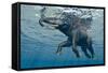 An Elephant Swims Through The Water-1971yes-Framed Stretched Canvas