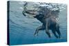 An Elephant Swims Through The Water-1971yes-Stretched Canvas