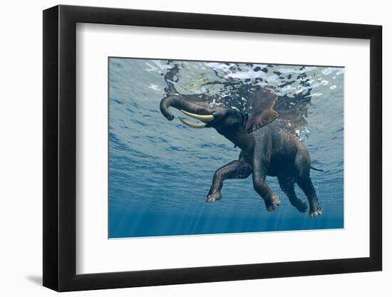 An Elephant Swims Through The Water-1971yes-Framed Photographic Print