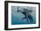 An Elephant Swims Through The Water-1971yes-Framed Photographic Print