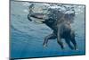 An Elephant Swims Through The Water-1971yes-Mounted Photographic Print