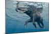 An Elephant Swims Through The Water-1971yes-Mounted Photographic Print