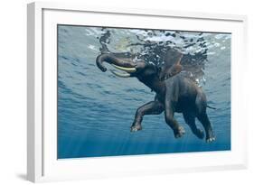 An Elephant Swims Through The Water-1971yes-Framed Photographic Print