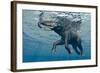 An Elephant Swims Through The Water-1971yes-Framed Photographic Print