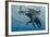 An Elephant Swims Through The Water-1971yes-Framed Photographic Print