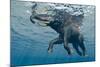 An Elephant Swims Through The Water-1971yes-Mounted Photographic Print