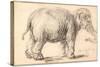 An Elephant-Rembrandt van Rijn-Stretched Canvas
