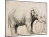 An Elephant-Rembrandt van Rijn-Mounted Art Print