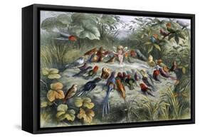 An Elf and Birds-null-Framed Stretched Canvas