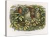 An Elf Fraternises with the Owls-Richard Doyle-Stretched Canvas