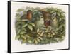 An Elf Fraternises with the Owls-Richard Doyle-Framed Stretched Canvas