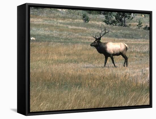An Elk in the Grassland in Colorado-Michael Brown-Framed Stretched Canvas