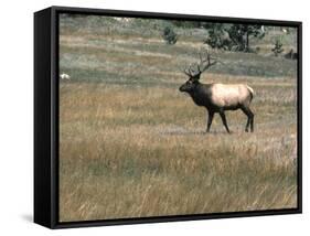 An Elk in the Grassland in Colorado-Michael Brown-Framed Stretched Canvas