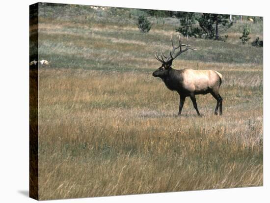 An Elk in the Grassland in Colorado-Michael Brown-Stretched Canvas