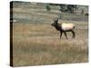 An Elk in the Grassland in Colorado-Michael Brown-Stretched Canvas