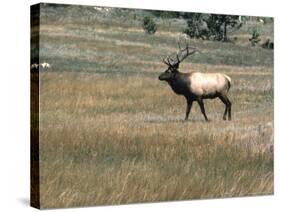 An Elk in the Grassland in Colorado-Michael Brown-Stretched Canvas