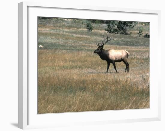 An Elk in the Grassland in Colorado-Michael Brown-Framed Photographic Print