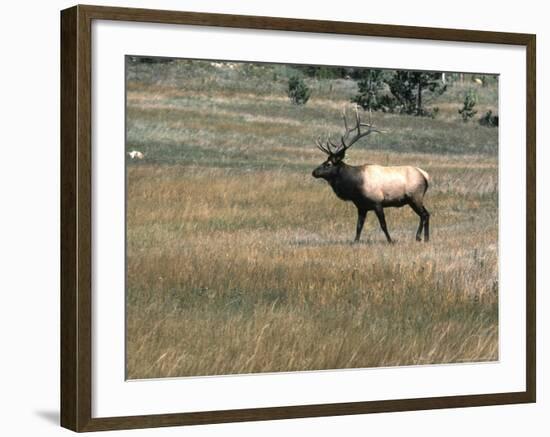 An Elk in the Grassland in Colorado-Michael Brown-Framed Photographic Print