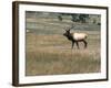 An Elk in the Grassland in Colorado-Michael Brown-Framed Photographic Print