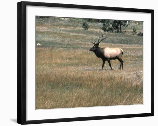 An Elk in the Grassland in Colorado-Michael Brown-Framed Photographic Print