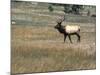 An Elk in the Grassland in Colorado-Michael Brown-Mounted Photographic Print