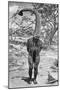 An Emu Man Performing the Sacred Totem of His Group, Australia, 1922-Spencer and Gillen-Mounted Giclee Print