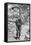 An Emu Man Performing the Sacred Totem of His Group, Australia, 1922-Spencer and Gillen-Framed Stretched Canvas