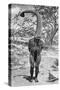 An Emu Man Performing the Sacred Totem of His Group, Australia, 1922-Spencer and Gillen-Stretched Canvas
