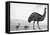 An Emu with Her Chicks-English School-Framed Stretched Canvas