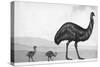 An Emu with Her Chicks-English School-Stretched Canvas