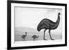 An Emu with Her Chicks-English School-Framed Giclee Print