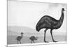 An Emu with Her Chicks-English School-Mounted Giclee Print